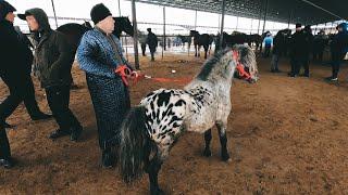 OT BOZOR! HORSE MARKET IN UZBEKISTAN! КОННЫЙ РЫНОК УЗБЕКИСТАНА!