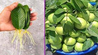 How to grow guava tree's from guava leaves with onion 100% success