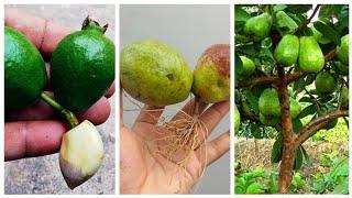 Unique skills how to grow guava tree from guava leaves how to make a  guava tree very easily .