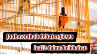 tips beli bahan muraijauh nembak dekat nglowo hati hati saat beli burung...