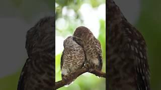 The eagle is kissing ramesh karmakar wildlife fans #viral #viralvideo #wildlife