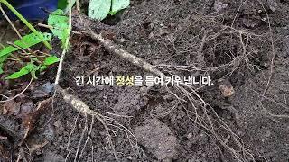 삼아이 산양산삼 광고