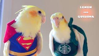 Baby Birds Cosplay - Supergirl & Starbucks Barista