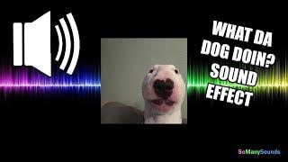 What da dog doin? Sound Effect