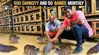 Farm Tour - Inside a 500 capacity Grasscutter Farm Producing 50 Babies Monthly in Ghana.