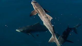 How To: Sight Casting Cobia On The Surface