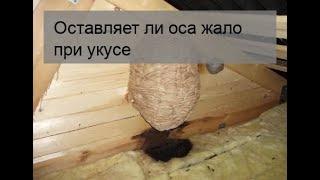 Оставляет ли оса жало при укусе