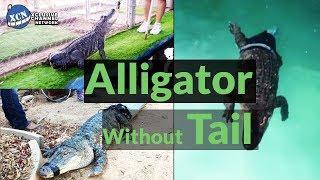 Alligator Without Tail Gets New 3D Printed Prosthetic | XCN – Xclusive Channel Network