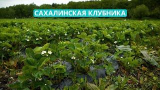 Сахалинская клубника. 30 тонн ягоды планируют собрать молодые фермеры из Южно-Сахалинска