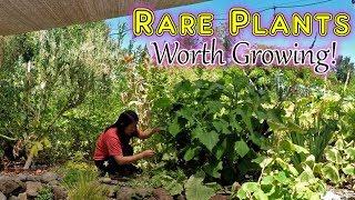 Growing Rare Uncommon Plants You Can't Find At Market