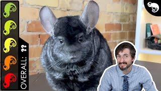 Chinchilla, The Best Pet Mammal?