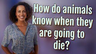 How do animals know when they are going to die?