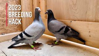 2023 Racing pigeons breeding trick!