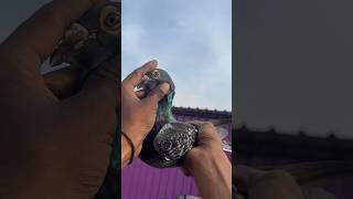 CHPFA MALE  | FIRST TIME SHOW-on️| #tamil #mad #pigeonhobby #trendingshorts #pigeonracing