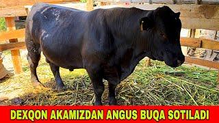 ANGUS BUQALARDI TOZALARI 94-399-53-51 SOTILADI DEXQON AKAMIZDAN