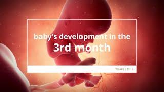 Baby's Development in Month 3 of Pregnancy | Growth in the Embryonic and Fetal Stages