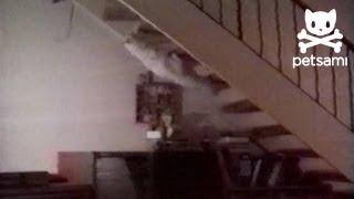 Gravity Cat Climbs Stairs Upside Down