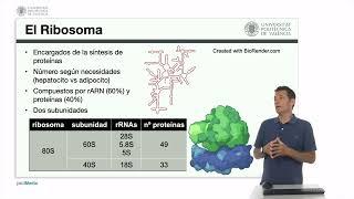 El ribosoma | 11/60 | UPV