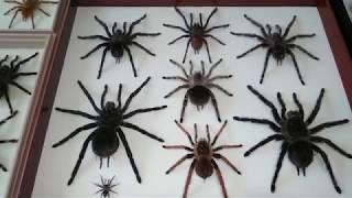 Arachnoforbes Start. Tarantulas, cockroaches, scorpions, butterflies, scolopendra, stick insects etc