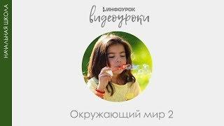 Экология | Окружающий мир 2 класс #14 | Инфоурок