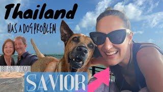 Thailand has a Dog Problem - This woman is a SAVIOR!