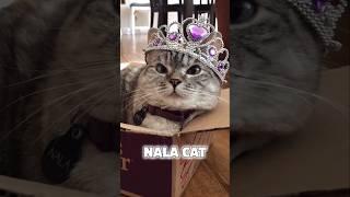 World's Most Popular Nala Cat #shorts #dailyfacts