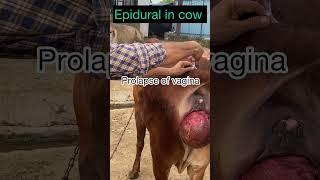 Epidural injection in cow l prolapse of vagina l dr umar khan