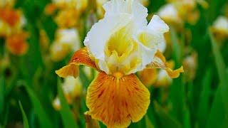 How to Plant Iris Germanica: Summer Garden Guide