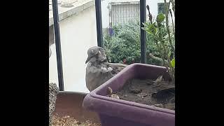 dove losing eyes After fight with pigeon