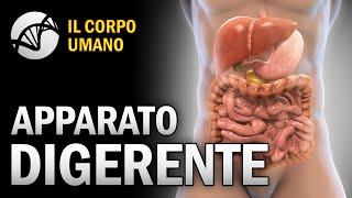 Apparato Digerente - Il Corpo Umano