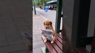 Modern Dog #shorts #animalshorts