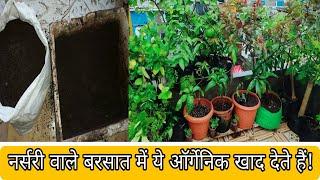 Nursery Waley Barsat mein ye Organic Khaad detey hai | Organic Fertilizer in Rainy Season