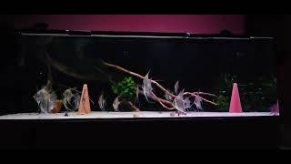 Altum Rio Orinoco in 900l aquarium of my friend Attila Nagy. Great aquarium!