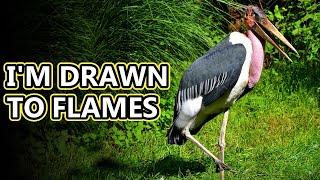 Marabou Stork facts: they chase fire | Animal Fact Files