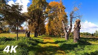 The Lost Church In Autumn - ASMR Relaxing Virtual Forest Walk 4k Nature Sounds No Music