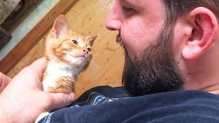 Moment a Stray Kitten Realizes He Has Found His People And Will Be Adopted