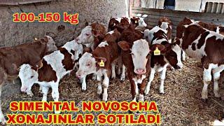 BUZOQCHALAR SIMMENTAL SIGIR SOTILADI