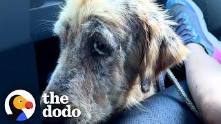 Watch This Mangy Dog Turn Into A Golden Retriever | The Dodo