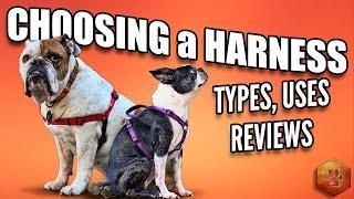 Choosing a Dog Harness - Best Ones and How to Use