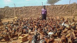 Chicken Queen | Dryland Farmer From 100 Chicken now  8,000 Chicken & 1,500 Mudfish