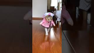 Catwalk by Fifi - cat in costumes