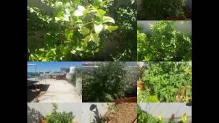 Roof Gardening