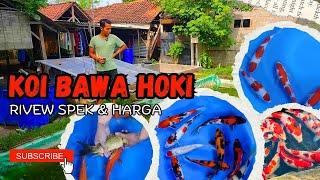 ‼️Sae Quality (SQ) ‼️Ikuti Rivew harga ikan koi di BASMAN KOI & dapatkan harga terbaiknya