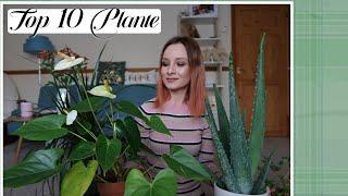 🪴 TOP 10 PLANTE  Super Usor De Ingrijit 🪴