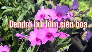 Dendro bụi lùm siêu hoa quanh năm