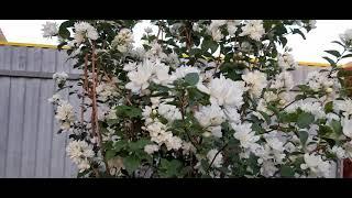 #чубушник / Чубушник ( лат. philadelphus) махровый  для монохромного белого цветника