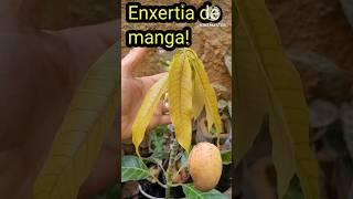 Como fazer enxerto de manga com sucesso! #comofazerenxertodemanga #enxertodemanga #manga