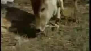 Cow Eating Chicken