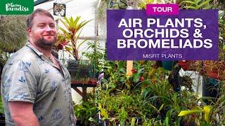 Orchids, Air Plants & Bromeliads plant collection TOUR | Misfit Plants