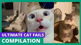 Ultimate Cat Fails & Funny Moments 2024  Must Watch!